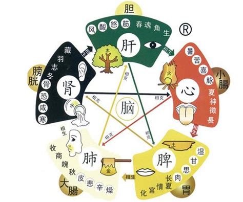 五官 五行|中醫知識 